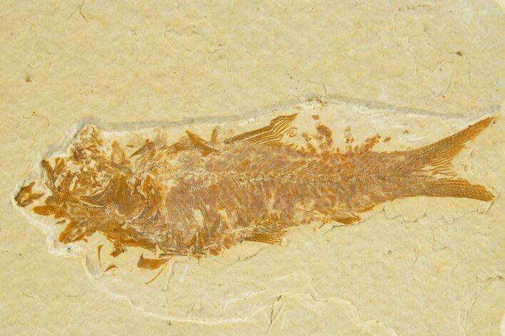 Fossil Fish (Knightia) - Wyoming #333840